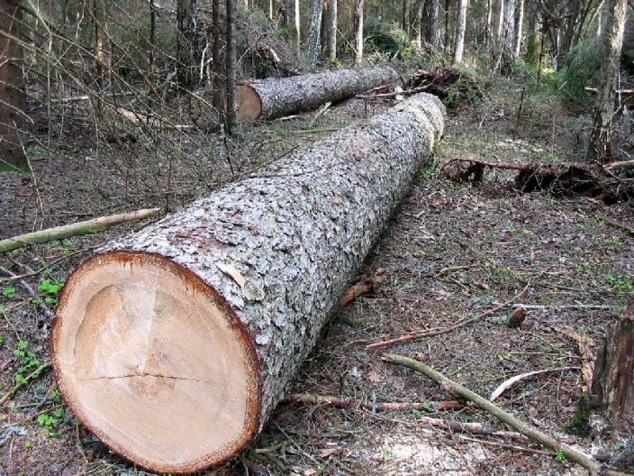2 года и 6 месяцев за незаконную рубку леса
