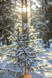 Ёлочка в контровом свете.