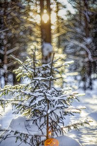 Боке, ель и контровой свет.