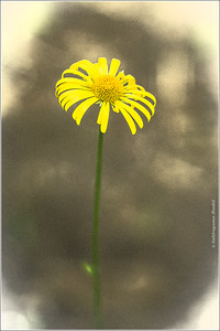 Yellow Flower.