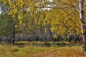 Осень в березнике