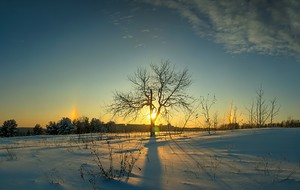 Дерево в закате.